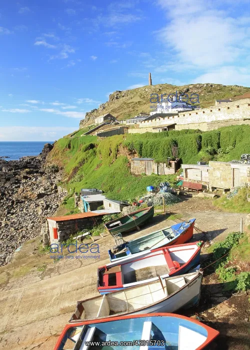 : Priests Cove : Priests Cove