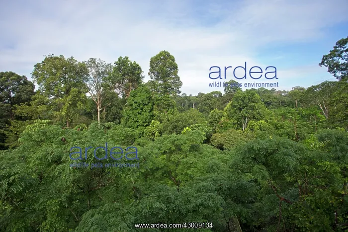 : Primary Forest Canopy : Primary Forest Canopy