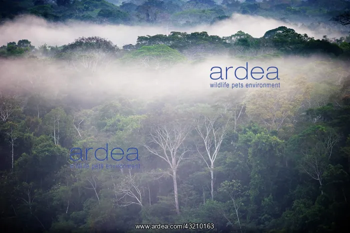 : Primary lowland tropical rainforest at dawn, Tambopata : Primary lowland tropical rainforest at dawn, Tambopata