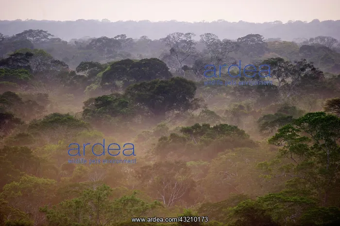 : Primary lowland tropical rainforest at dawn, Tambopata : Primary lowland tropical rainforest at dawn, Tambopata