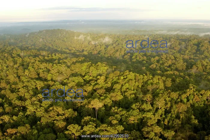 : Primary rainforest at dawn, a view from a helicopter : Primary rainforest at dawn, a view from a helicopter