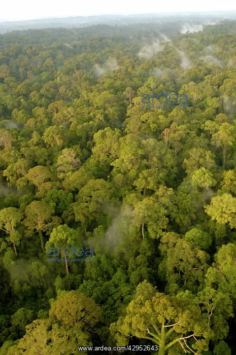 : Primary rainforest at dawn, a view from a helicopter : Primary rainforest at dawn, a view from a helicopter