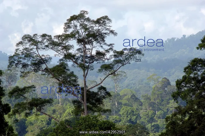 : Primary rainforest on hill-slopes in river Danum : Primary rainforest on hill-slopes in river Danum