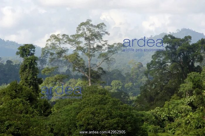 : Primary rainforest on hill-slopes in river Danum : Primary rainforest on hill-slopes in river Danum
