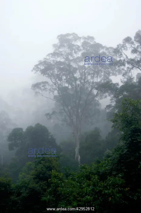 : Primary rainforest in the mist at dawn : Primary rainforest in the mist at dawn