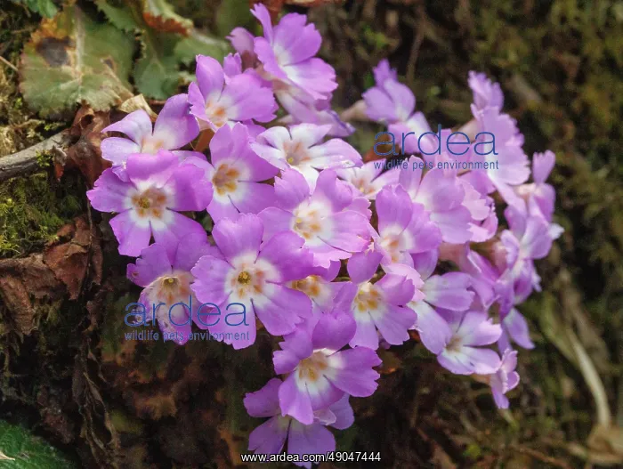 : Primerose (boothi?) : Primerose (boothi?)