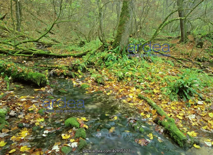 : primeval forest in autumn - gorge with brook and : primeval forest in autumn - gorge with brook and