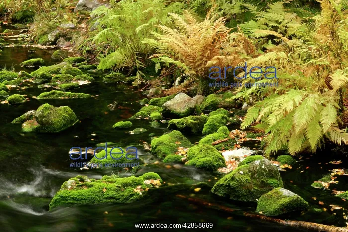 : Primeval forest - with brook in autumn : Primeval forest - with brook in autumn