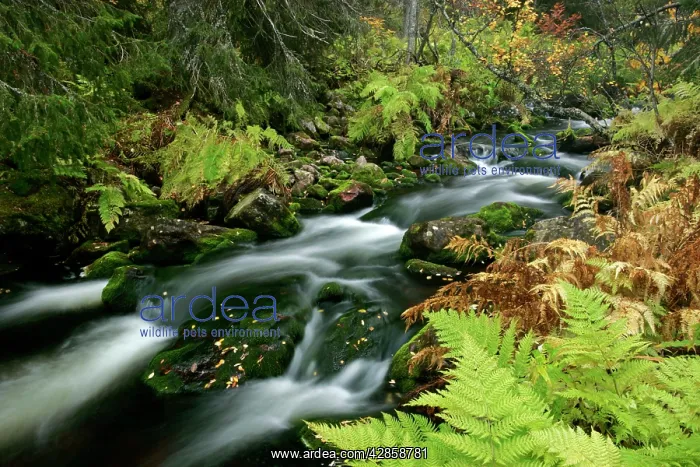 : Primeval forest - with brook in autumn : Primeval forest - with brook in autumn
