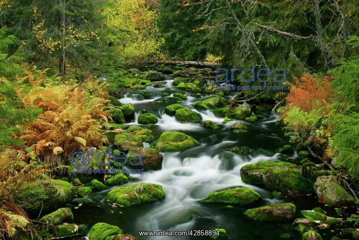 : Primeval forest - with brook in autumn : Primeval forest - with brook in autumn