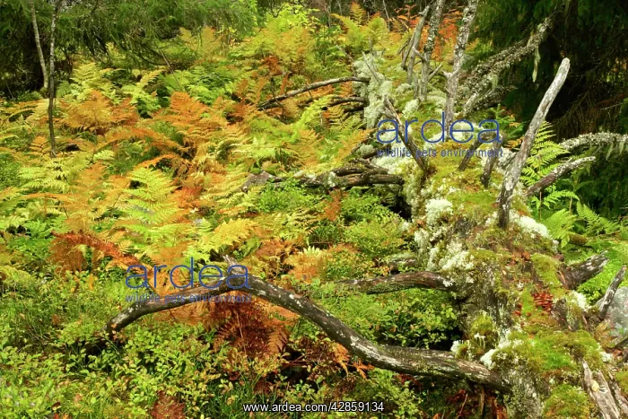 : Primeval forest - with multicoloured ferns and rotting log : Primeval forest - with multicoloured ferns and rotting log