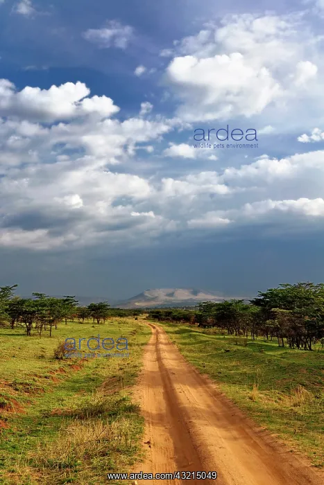 : Primitive dirt road across the northern : Primitive dirt road across the northern
