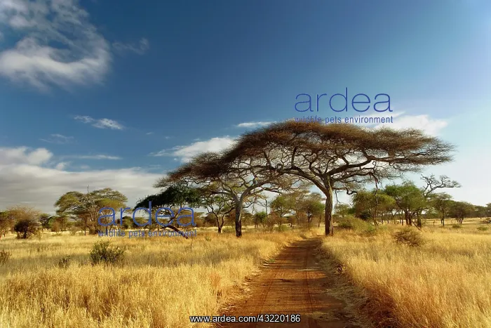 : Primitive dirt roadway and acacia trees : Primitive dirt roadway and acacia trees