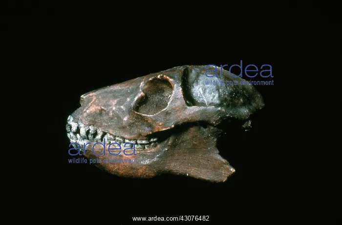 : Primitive Lemur Skull : Primitive Lemur Skull
