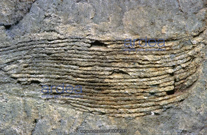 : Primitive Plant Fossil : Primitive Plant Fossil