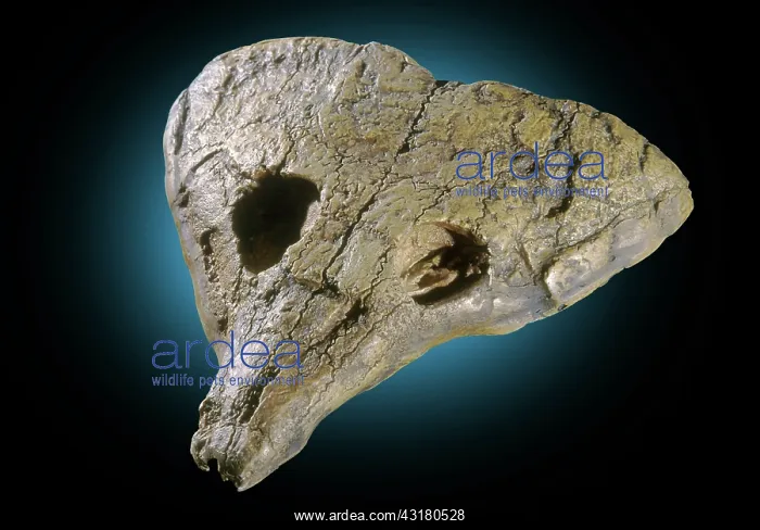 : Primitive Reptile Fossil : Primitive Reptile Fossil