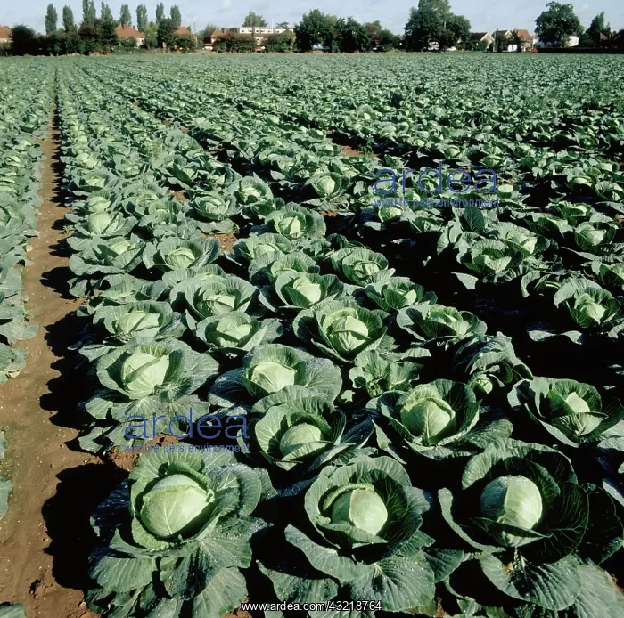 : Primo Cabbages : Primo Cabbages