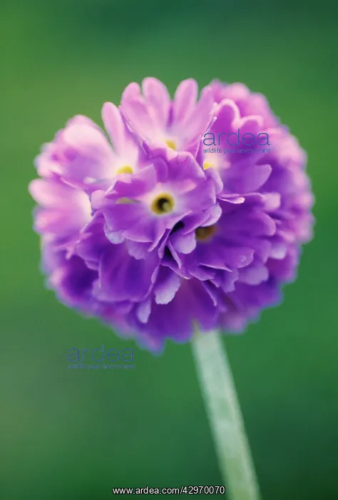 : Primrose, Drumstick primrose, Primula, Primula denticulata : Primrose, Drumstick primrose, Primula, Primula denticulata