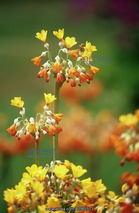 : Primrose, Candelabra primrose, Primula, Primula candelabra : Primrose, Candelabra primrose, Primula, Primula candelabra