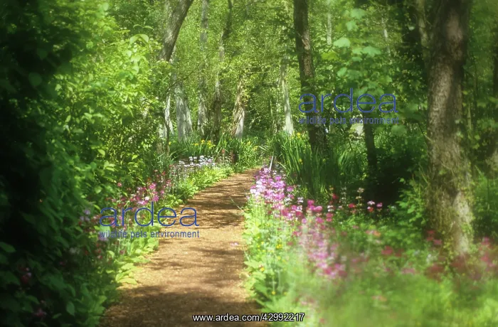 : Primrose, Candelabra primrose, Primula, Primula candelabra : Primrose, Candelabra primrose, Primula, Primula candelabra