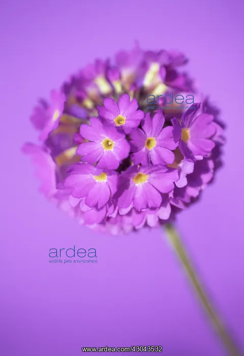 : Primrose, Drumstick primrose, Primula, Primula denticulata : Primrose, Drumstick primrose, Primula, Primula denticulata