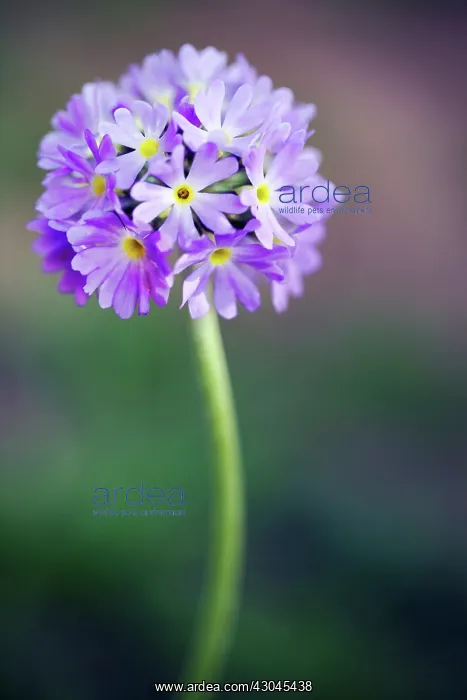 : Primrose, Primula, Primula denticulata, Drumstick primrose : Primrose, Primula, Primula denticulata, Drumstick primrose