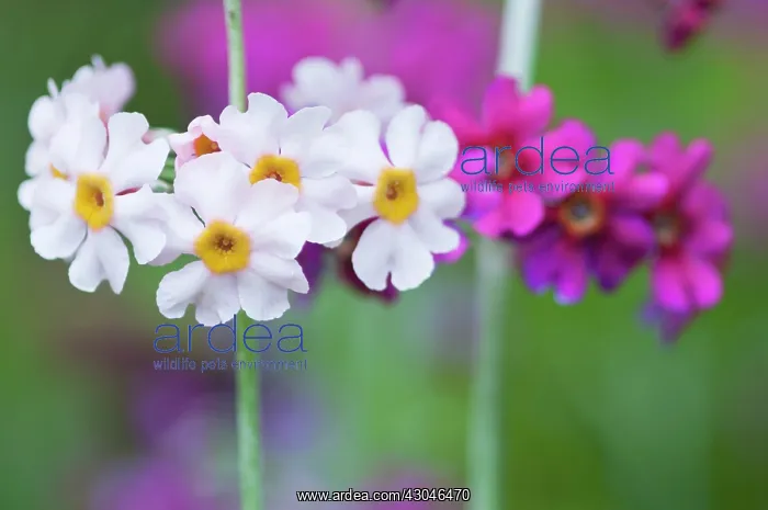 : Primrose. Primula, Primrose, Candelabra primrose, Primula beesiana : Primrose. Primula, Primrose, Candelabra primrose, Primula beesiana