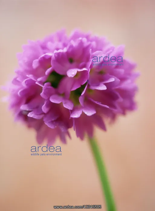 : Primrose, Drumstick primrose, Primula, Primula denticulata : Primrose, Drumstick primrose, Primula, Primula denticulata