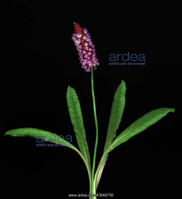 : Primrose. Primula, Primrose, Primula vialii : Primrose. Primula, Primrose, Primula vialii