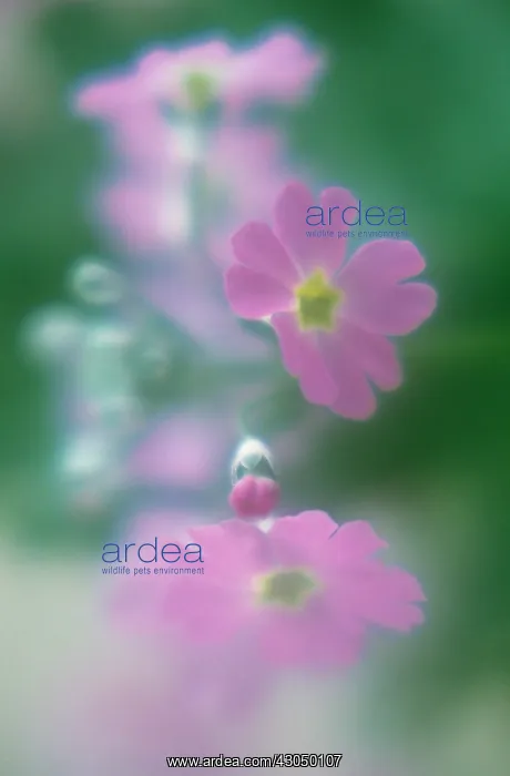 : Primrose. Primula, Primrose, Primula frondosa : Primrose. Primula, Primrose, Primula frondosa