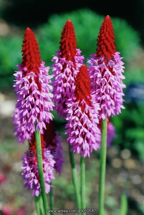 : Primrose. Primula, Primrose, Primula vialii : Primrose. Primula, Primrose, Primula vialii