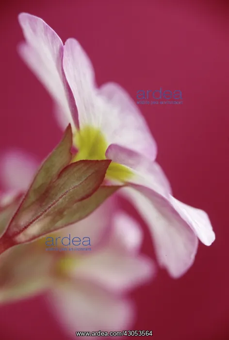  : Primrose, Primula vulgaris