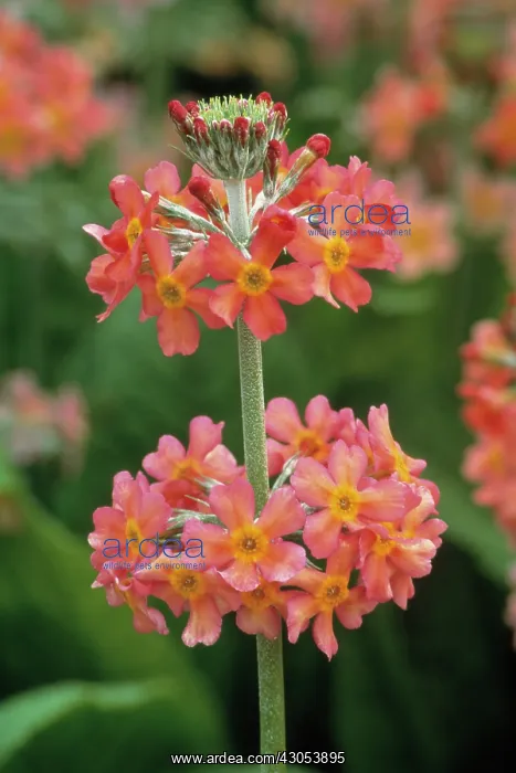 : Primrose, Primula, Candelabra primrose, Primula japonica : Primrose, Primula, Candelabra primrose, Primula japonica