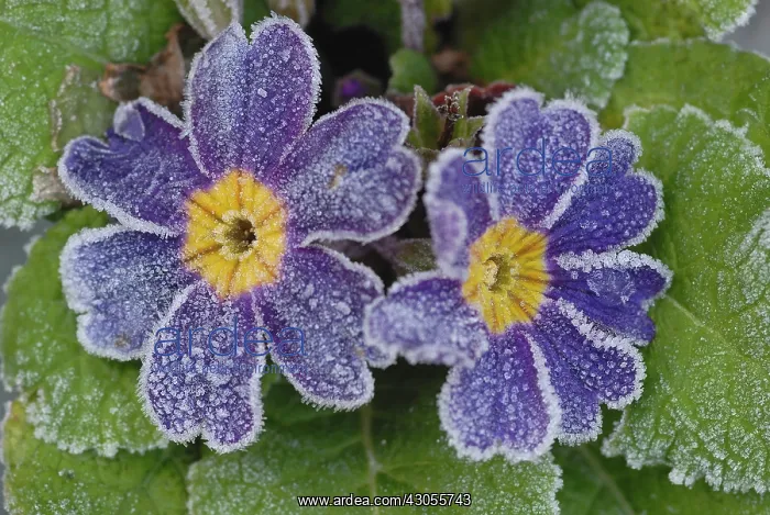  : Primrose, Primula