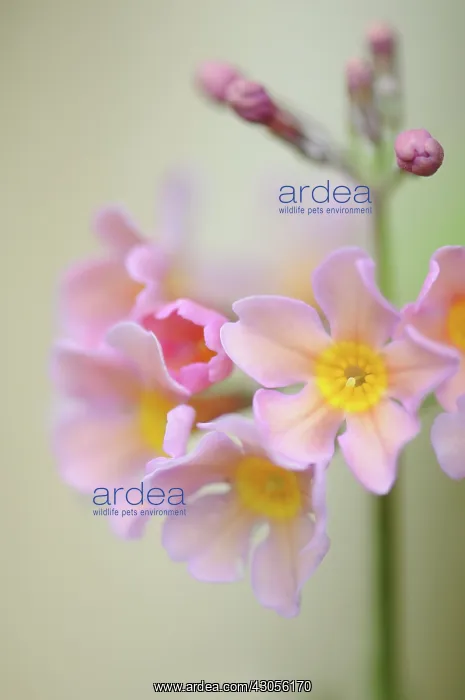 : Primrose, Candelabra primrose, Primula, Primula candelabra : Primrose, Candelabra primrose, Primula, Primula candelabra