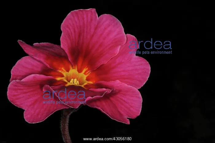 : Primrose. Primula, Primrose, Primula Buckland Wine : Primrose. Primula, Primrose, Primula Buckland Wine