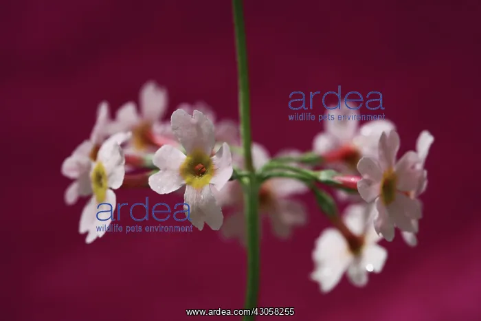 : Primrose, Candelabra primrose, Primula, Primula candelabra : Primrose, Candelabra primrose, Primula, Primula candelabra