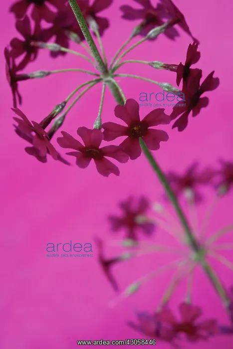 : Primrose, Candelabra primrose, Primula, Primula candelabra : Primrose, Candelabra primrose, Primula, Primula candelabra