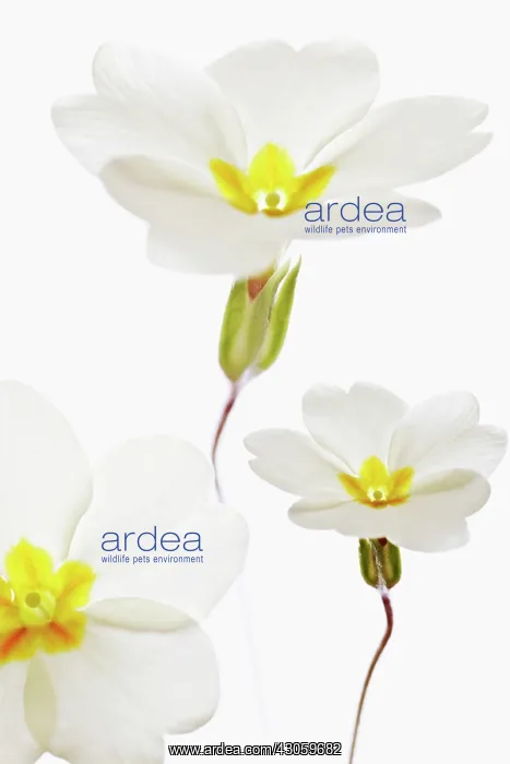 : Primrose, Primula vulgaris : Primrose, Primula vulgaris