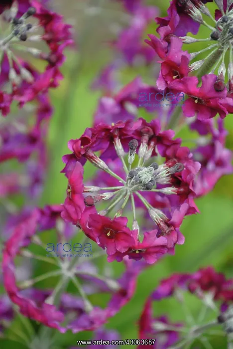 : Primrose, Primula, Candelabra primrose, Primula japonica : Primrose, Primula, Candelabra primrose, Primula japonica