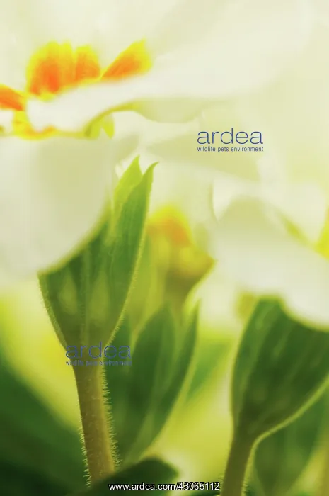 : Primrose, Primula vulgaris : Primrose, Primula vulgaris