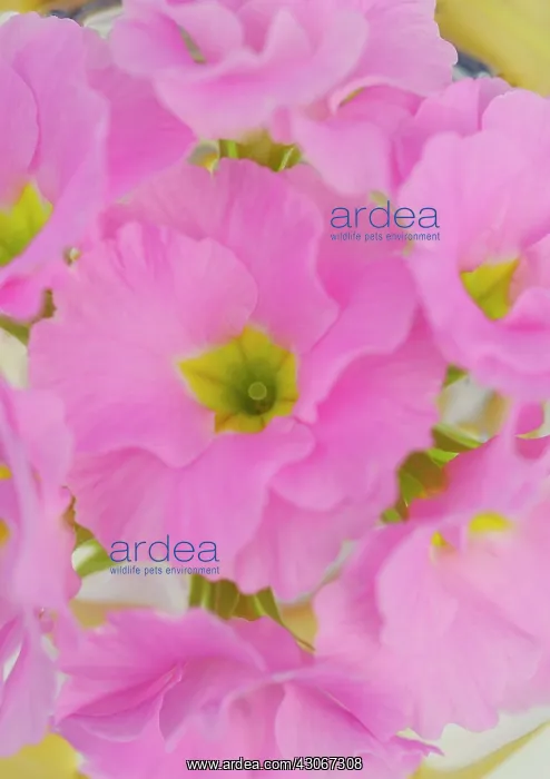 : Primrose, Primula : Primrose, Primula