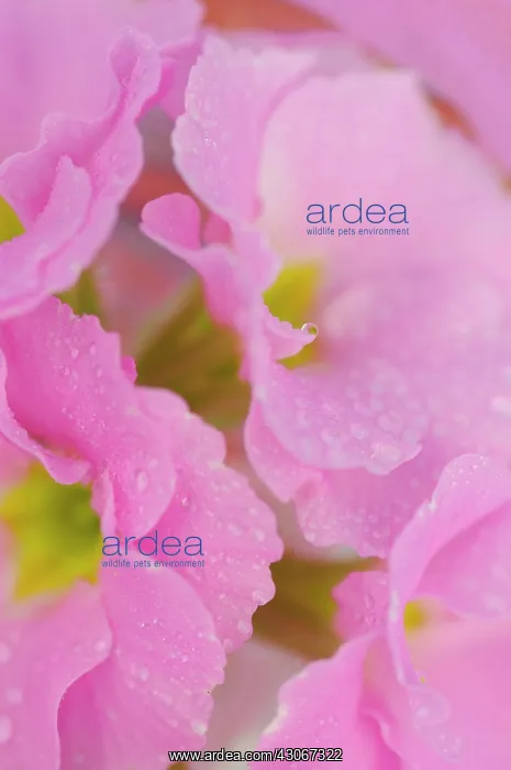 : Primrose, Primula : Primrose, Primula