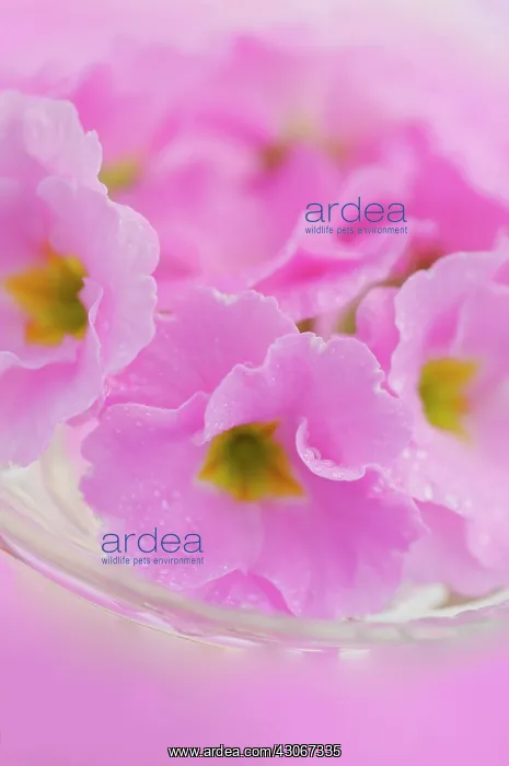 : Primrose, Primula : Primrose, Primula