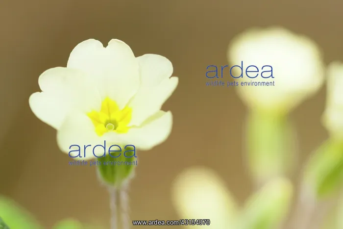 : Primrose (Primula vulgaris) flowering : Primrose (Primula vulgaris) flowering