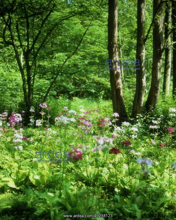 : Primrose, Candelabra primrose, Primula, Primula candelabra : Primrose, Candelabra primrose, Primula, Primula candelabra