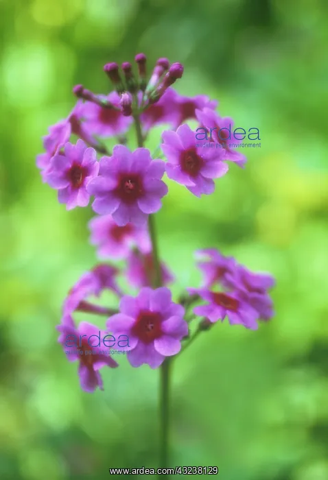 : Primrose, Candelabra primrose, Primula, Primula candelabra : Primrose, Candelabra primrose, Primula, Primula candelabra