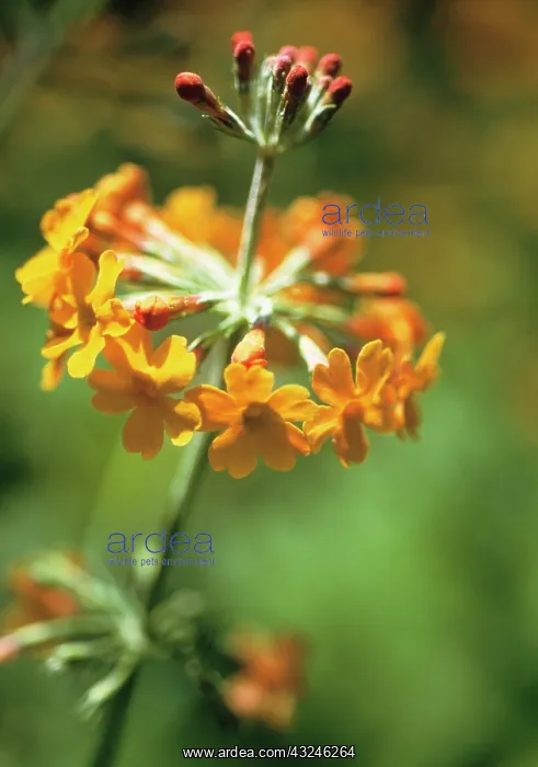 : Primrose, Primula, Primula bulleyana : Primrose, Primula, Primula bulleyana