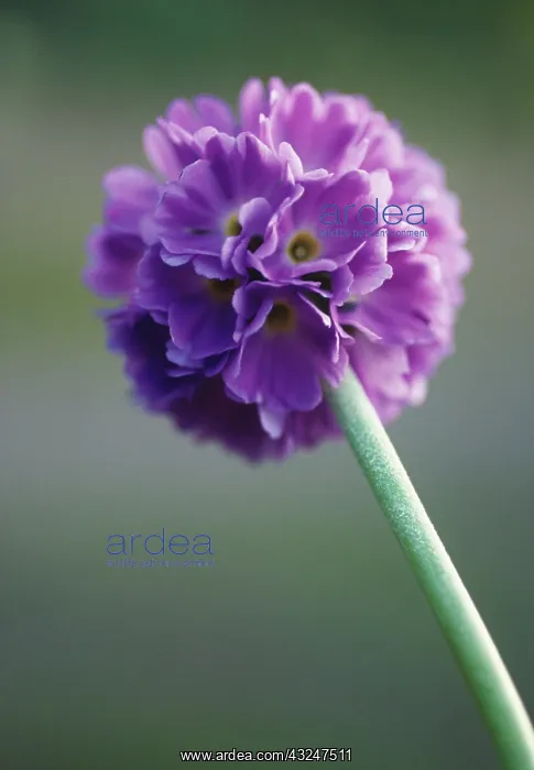: Primrose, Drumstick primrose, Primula, Primula denticulata : Primrose, Drumstick primrose, Primula, Primula denticulata