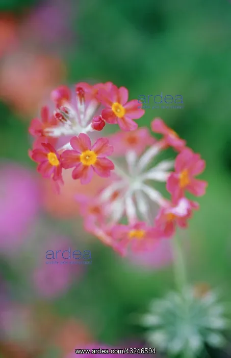 : Primrose, Candelabra Primrose : Primrose, Candelabra Primrose